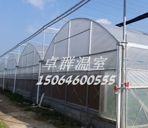 山東省青島市膠州市連棟薄膜溫室。